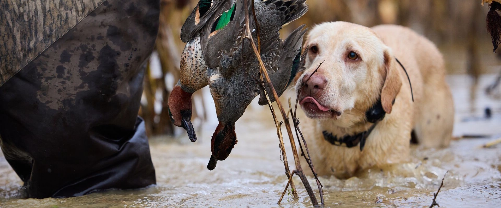 Understanding Dog Use Regulations in Texas Duck Hunting