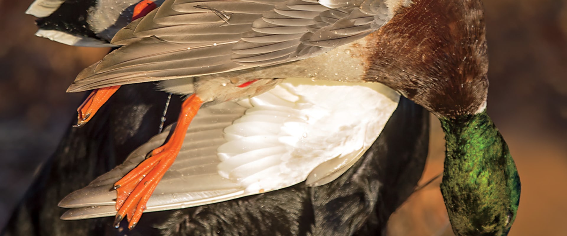 Understanding the Reporting Process for Harvested Ducks in Texas