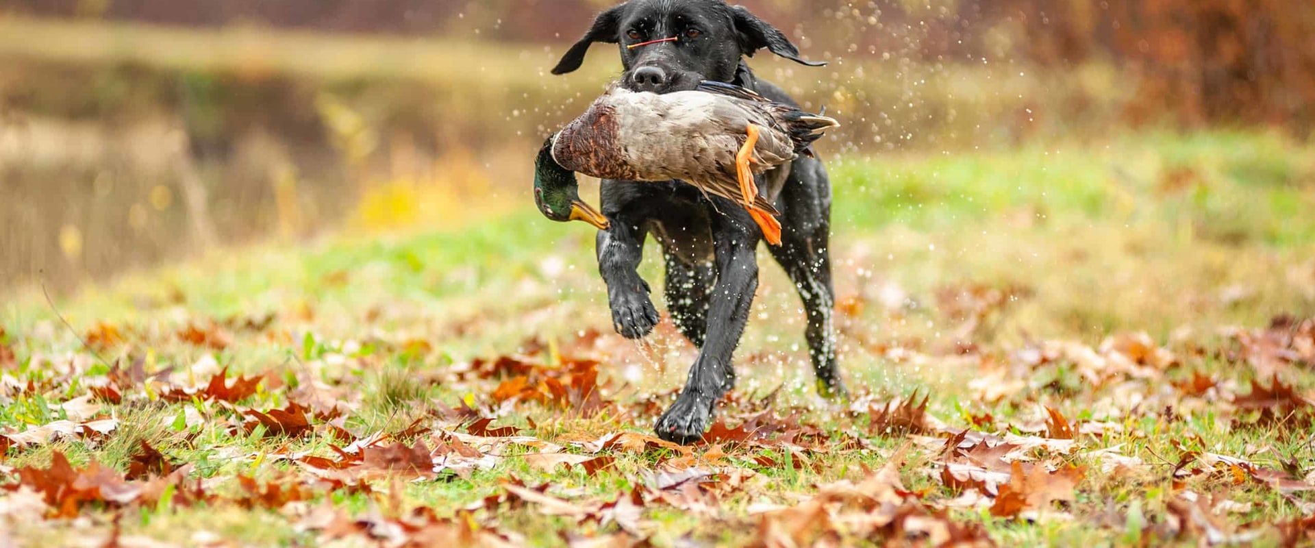 Understanding Duck Hunting Regulations in Texas: Bag Limits and More