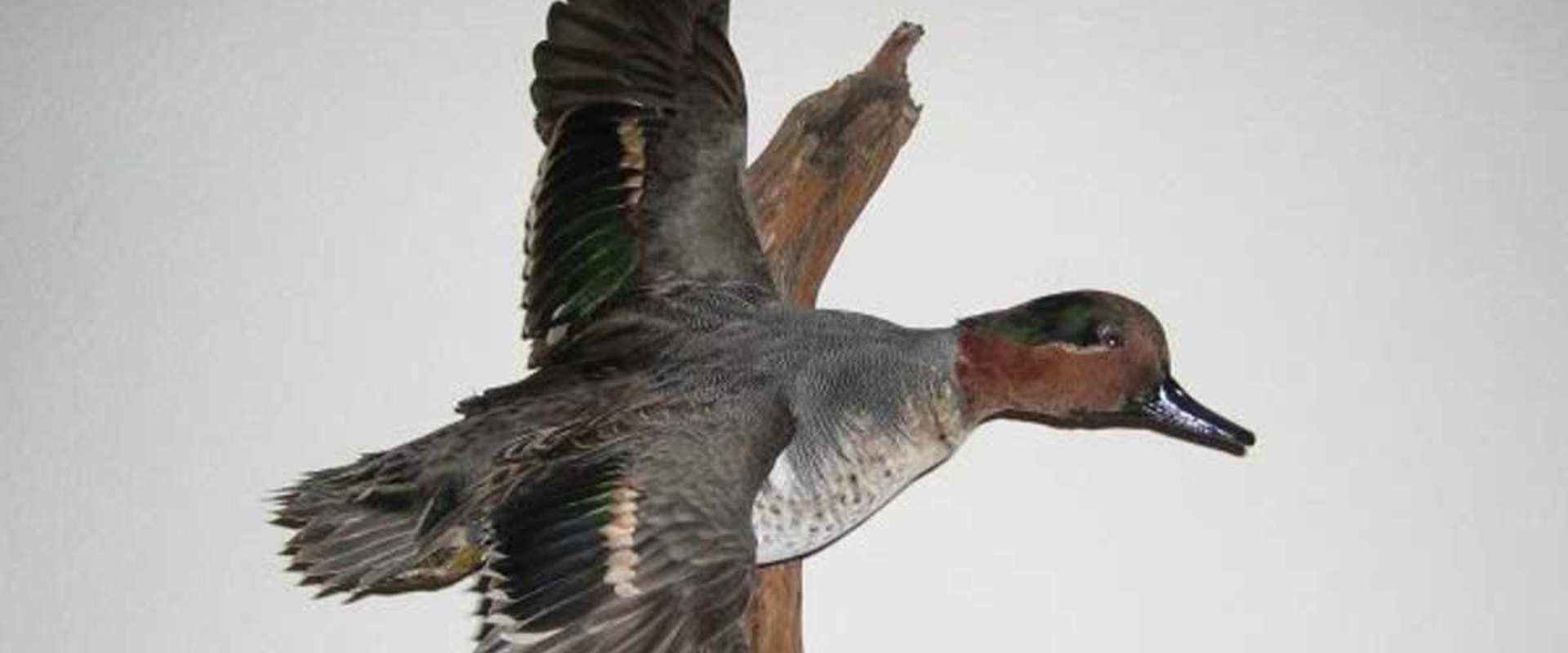 Navigating Duck Hunting Regulations in Texas: Permits and Requirements