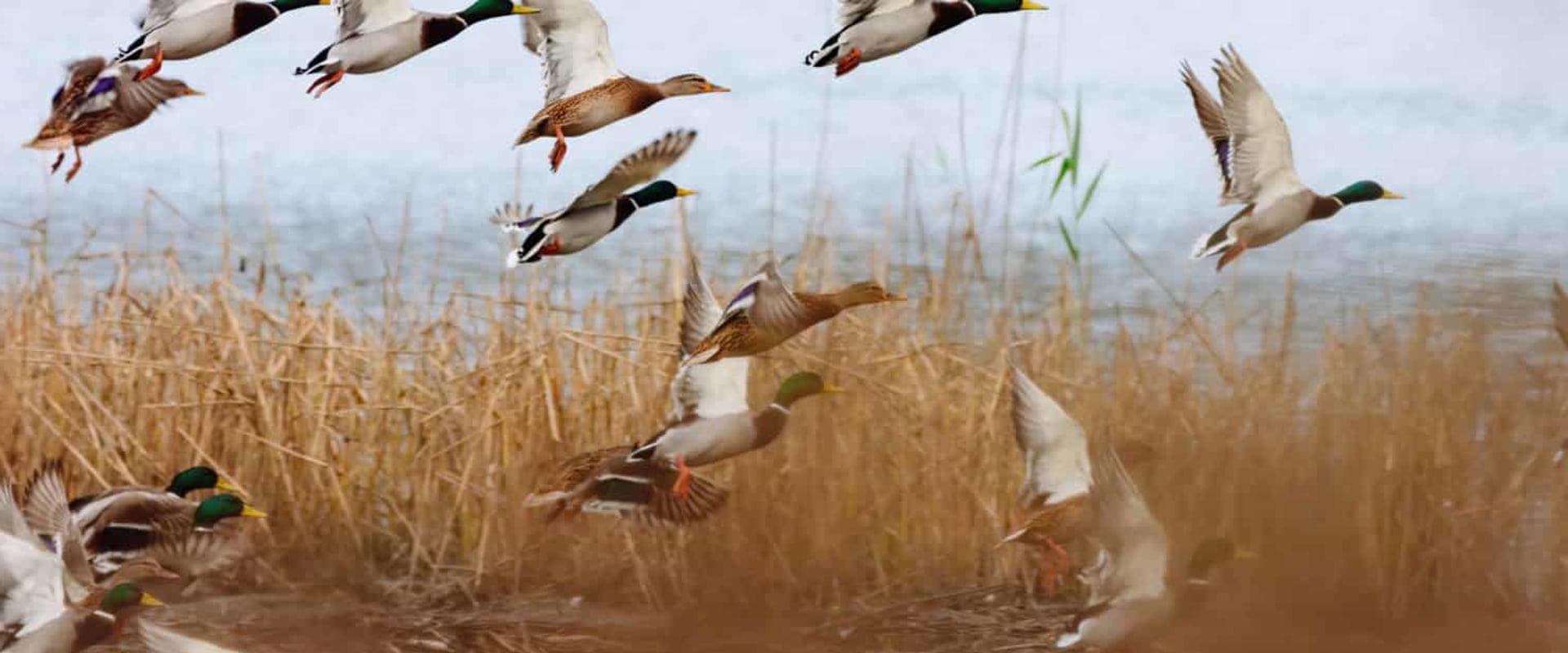 Exploring the Diverse Duck Species in Texas for Hunting Enthusiasts