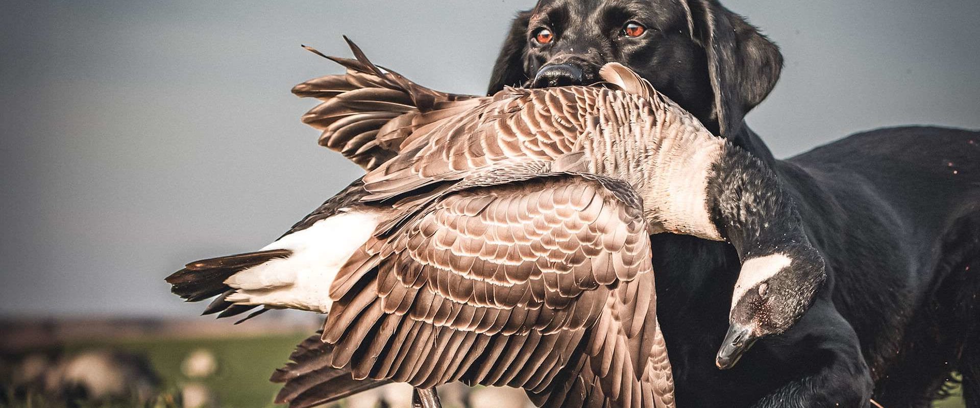 Understanding the Costs of Duck Hunting Licenses in Texas