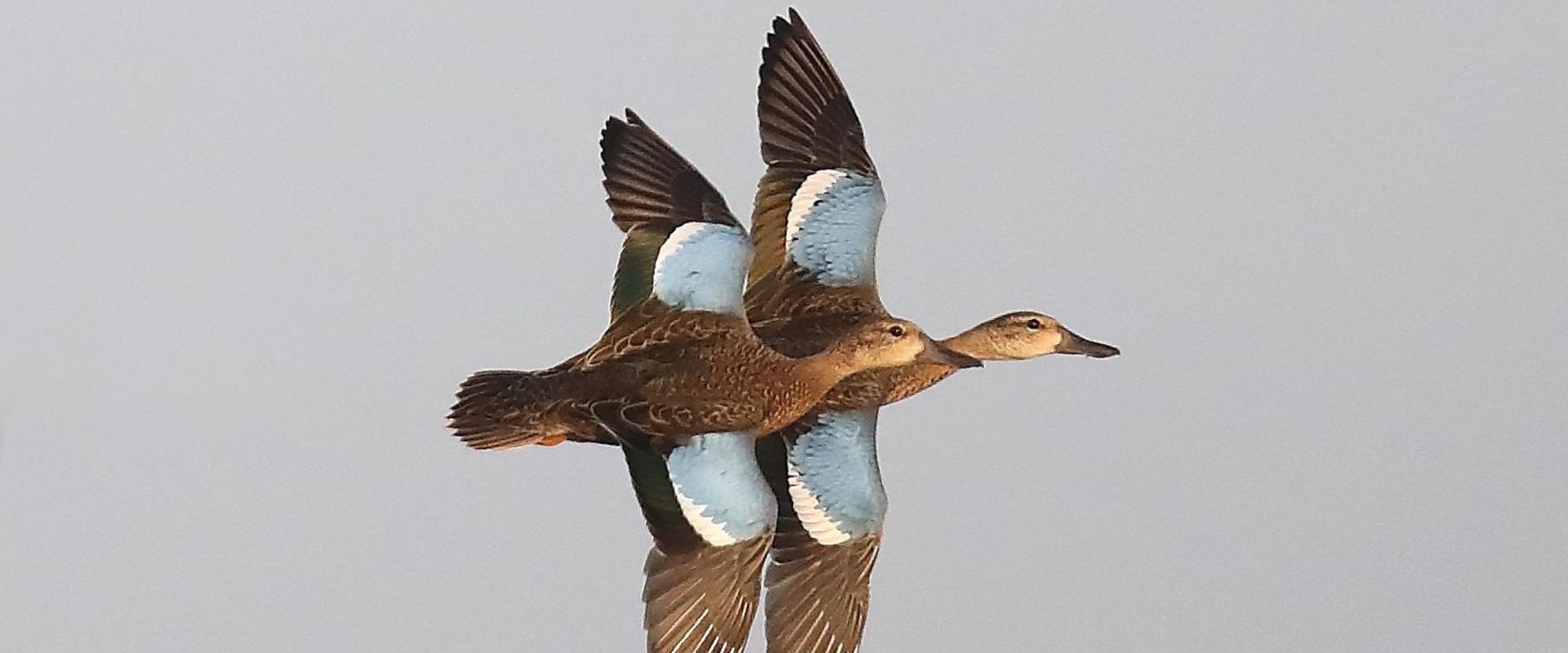 Understanding Teal Duck Hunting Seasons in Texas