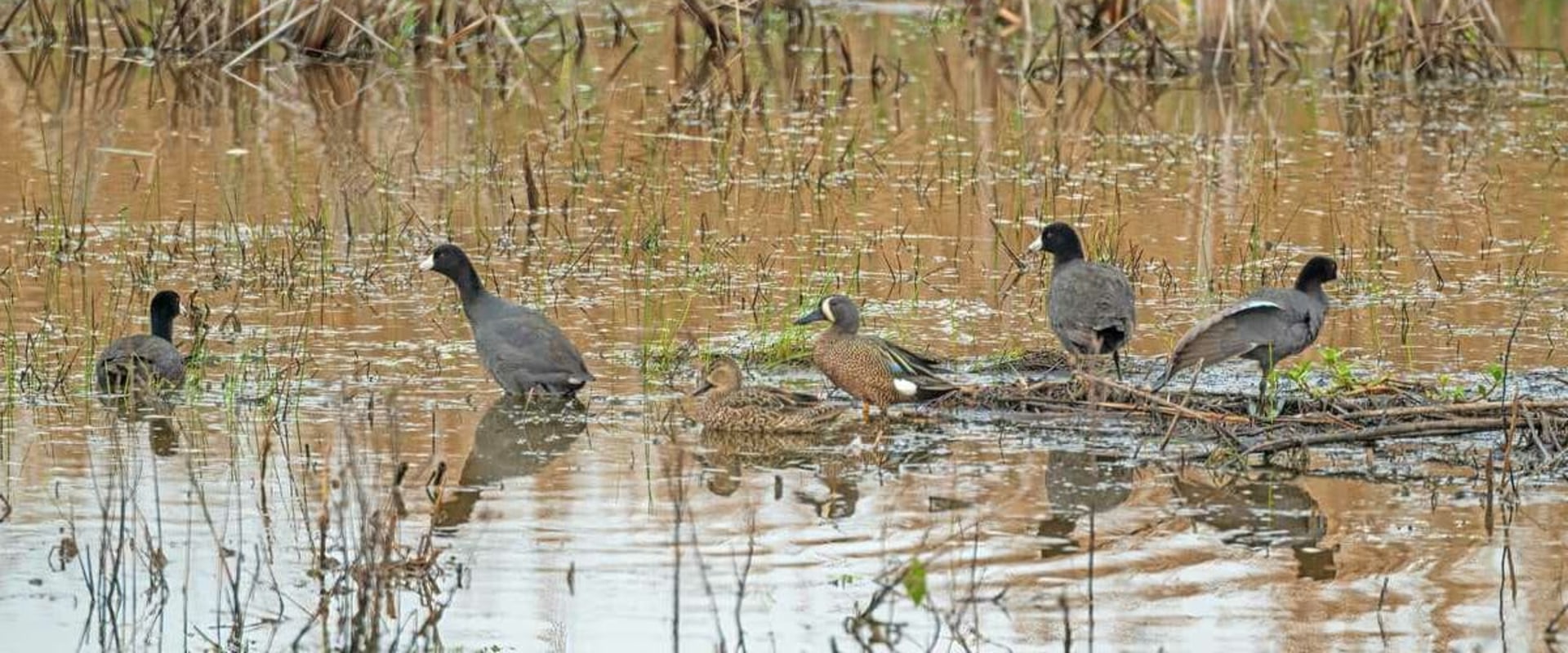 Essential Rules for Duck Hunting in Texas Wildlife Management Areas