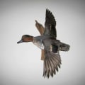 Navigating Duck Hunting Regulations in Texas: Permits and Requirements