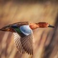 Understanding Daily Duck Limits for Texas Hunters