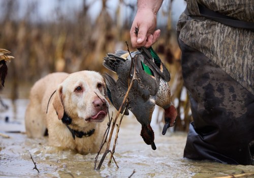 Understanding Dog Use Regulations in Texas Duck Hunting