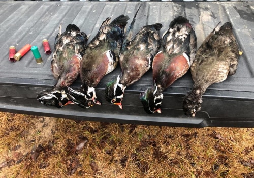 Understanding the Penalties for Hunting Ducks Over Bait in Texas