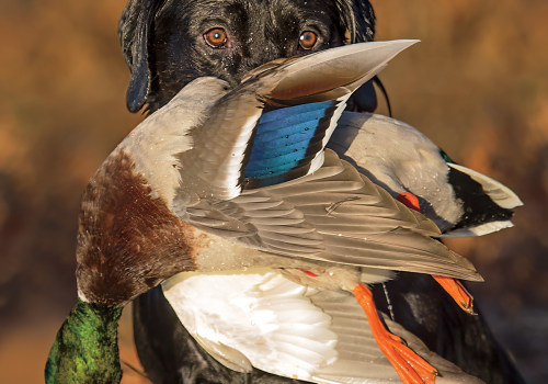 Understanding the Reporting Process for Harvested Ducks in Texas