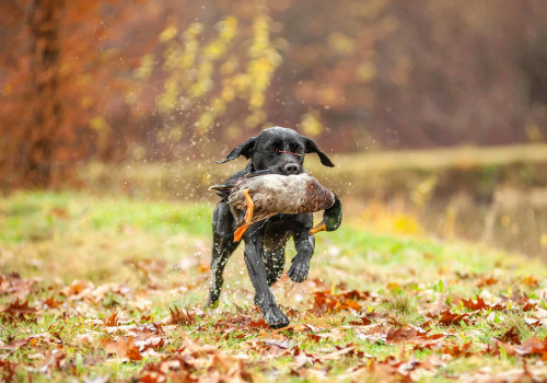 Understanding Duck Hunting Regulations in Texas: Bag Limits and More