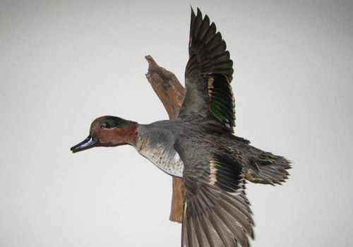 Navigating Duck Hunting Regulations in Texas: Permits and Requirements