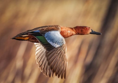 Understanding Daily Duck Limits for Texas Hunters