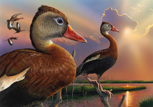 Navigating the Process of Obtaining a Federal Duck Stamp in Texas for Enthusiastic Hunters
