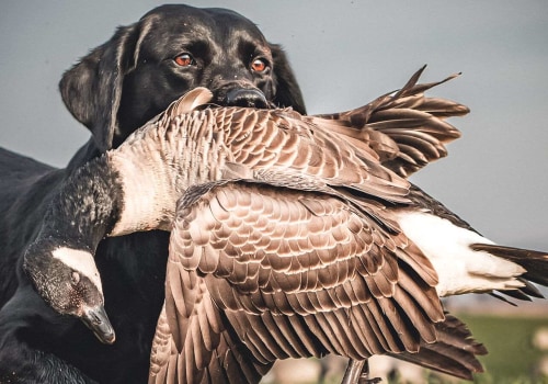 Understanding the Costs of Duck Hunting Licenses in Texas