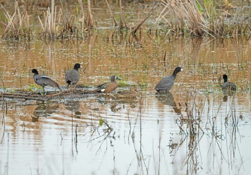 Essential Safety Precautions for Duck Hunting in Texas