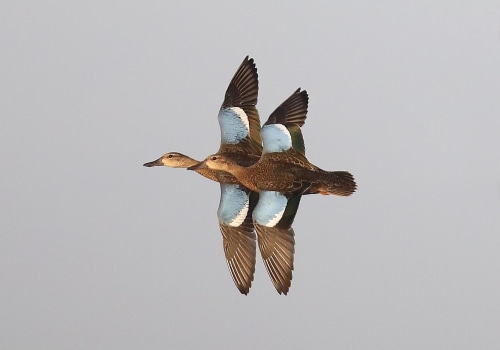 Understanding Teal Duck Hunting Seasons in Texas